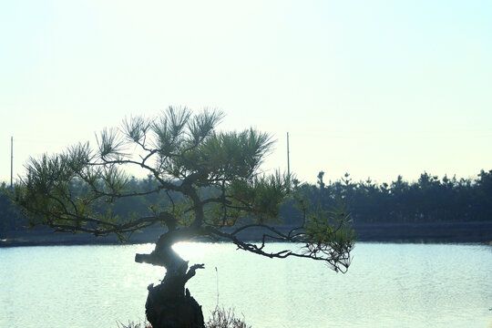 松树盆景