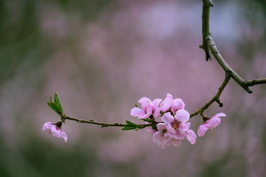 桃花