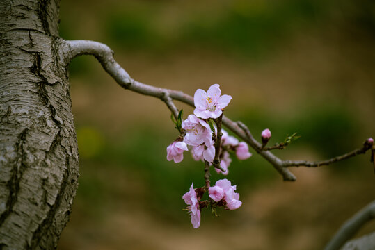 桃花