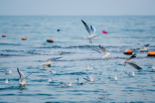 北戴河海滩海鸥