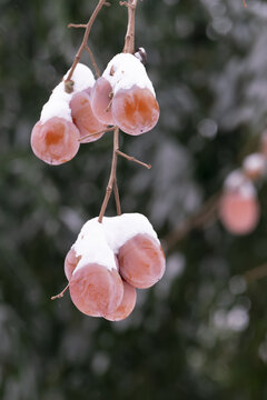 雪中柿子树