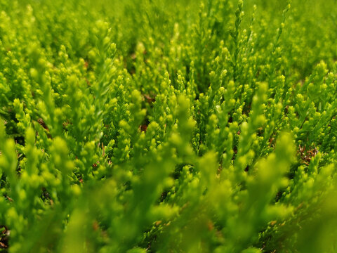 绿植背景