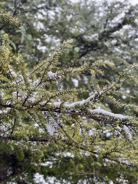 雪雾淞