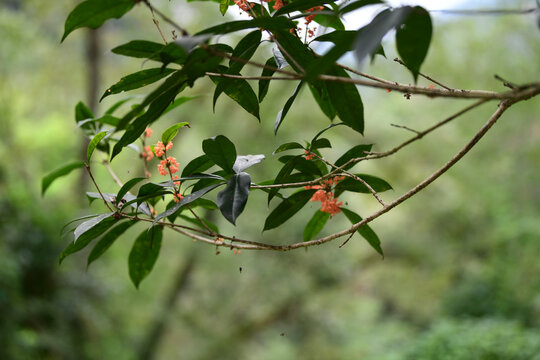 桂花树