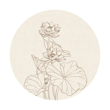 中國風(fēng)白描線條荷花