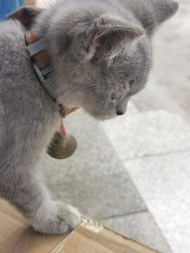 小猫猫咪可爱灰猫