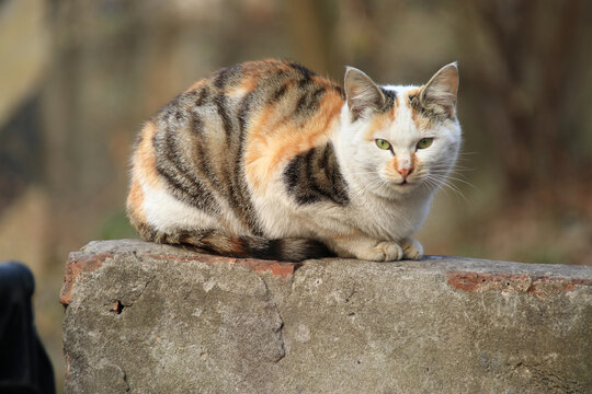 小花猫