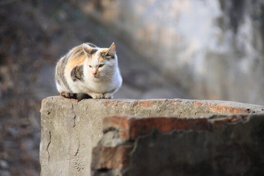 流浪小花猫