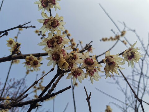 腊梅花