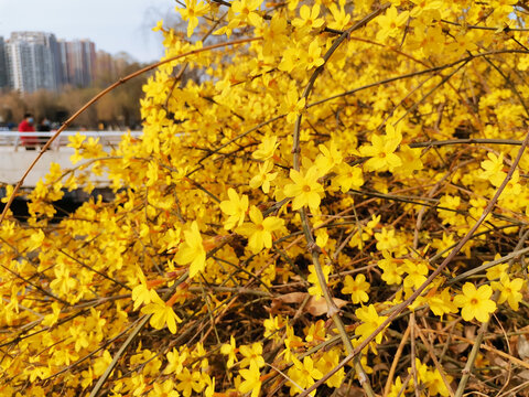 迎春花小黄花