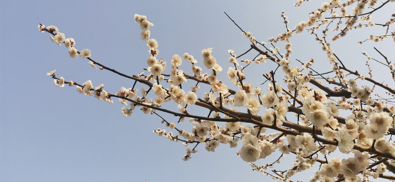 梅花白梅花