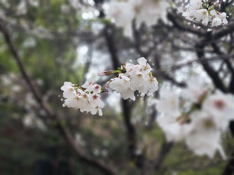 樱花