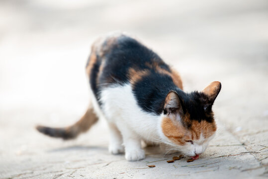 流浪猫