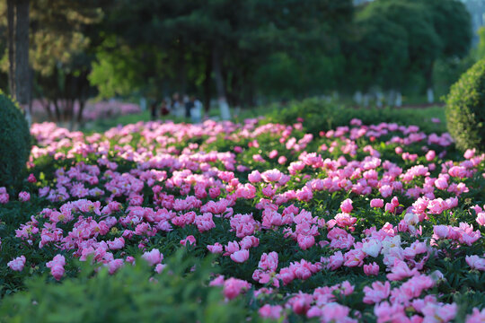 芍药