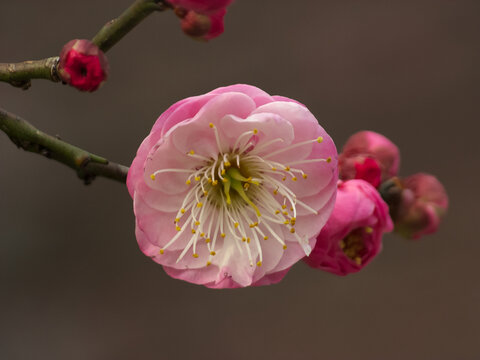 冬天绽放的梅花