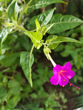 紫茉莉