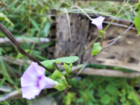 牵牛花