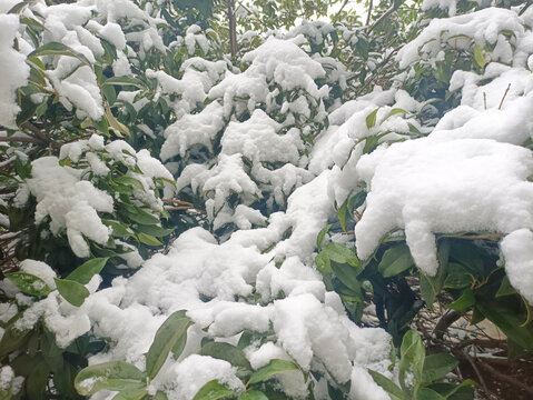 积雪