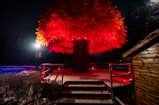 中国长春动植物公园树木夜景