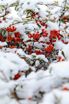 雪中红果