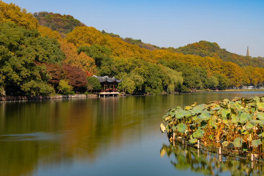 西湖的秋景