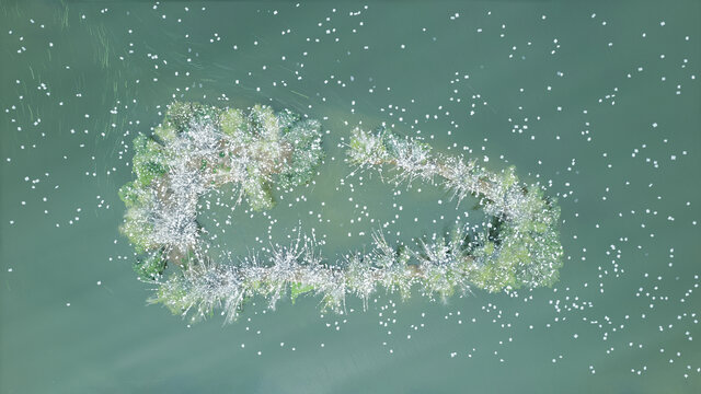 白鹭鸟岛上的百鸟遨游的航拍画面