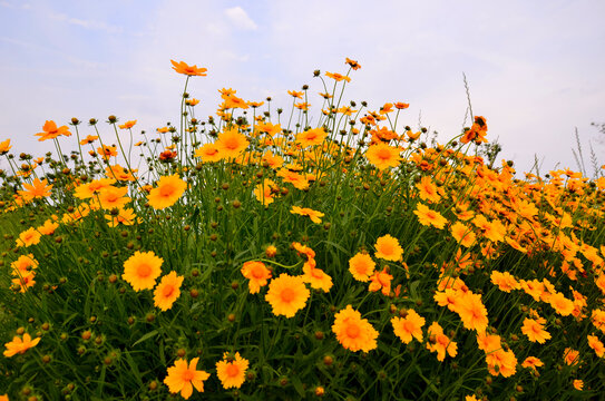 大花金鸡菊