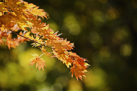 枫叶季节