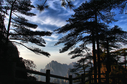 黄山松黄山远眺