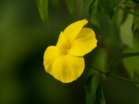 一朵石海椒花