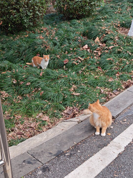 野猫