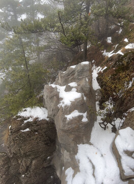 老君山雪松景