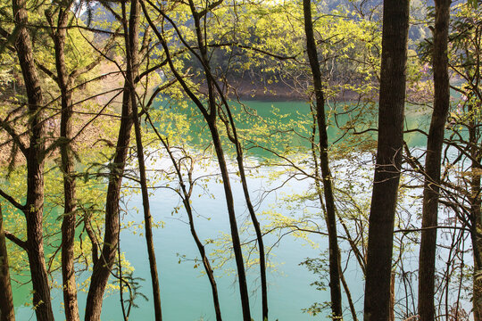 春天的湖边树林