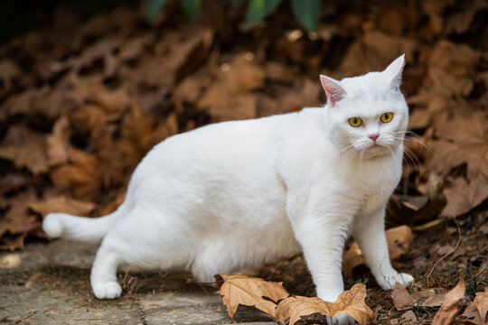 可爱的猫咪