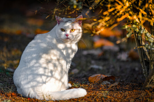 可爱的猫咪