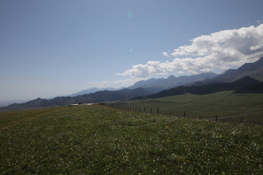 野花草地