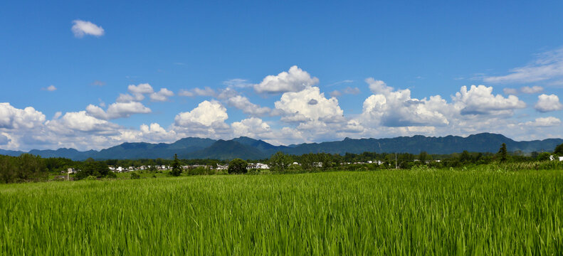 蓝天白云下的民居和稻田