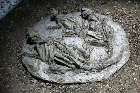锦州古生物化石