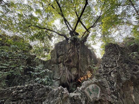 黄果树大瀑布景区美女榕