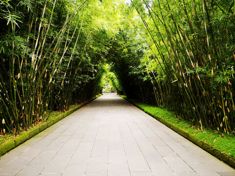 竹林步道