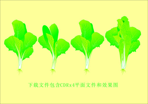 矢量蔬菜小白菜植物绿色蔬菜