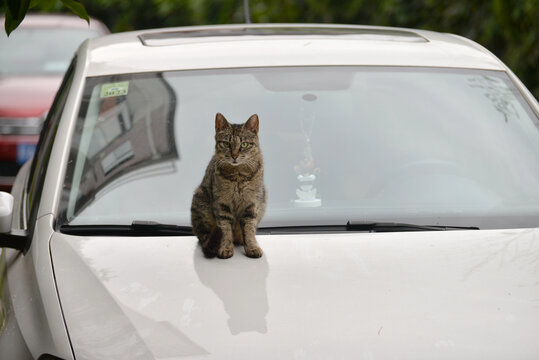 野猫