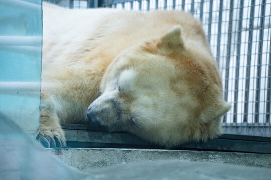 极地海洋公园里正在睡觉的北极熊