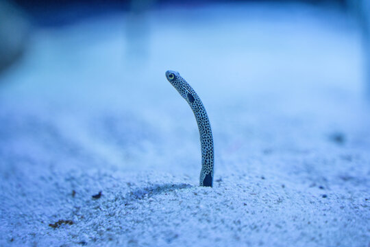 极地海洋公园水族箱里的花园鳗