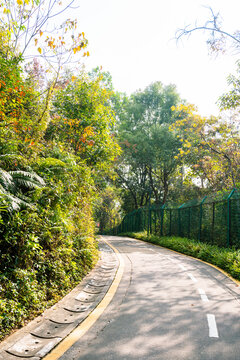 秋天黄叶柏油路道