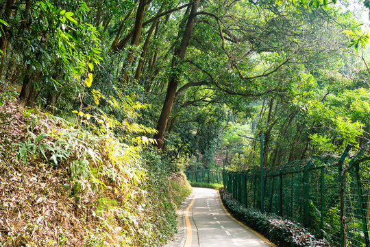 森林城市梧桐绿道风景