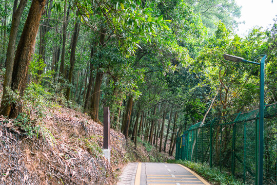 绿道路灯道路