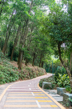 林荫小路步道