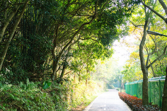 梧桐绿道风景