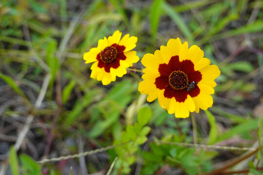 两色金鸡菊